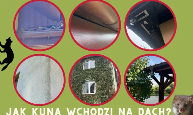 Kuna wchodzi na dach, pokazane są różne miejsca, gdzie może się dostać: rynny, drewniane elementy, pod okapem, ściana, zarośnięty dom i drzewa.