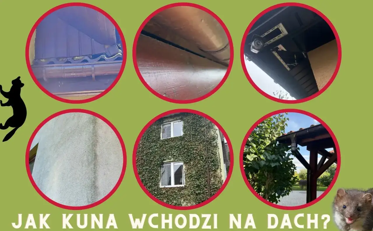 Szczegóły pokazujące, jak kuna wchodzi na dach: rynny, drewniane elementy, kamery, ściana, dom porośnięty bluszczem, drzewa przy dachu.